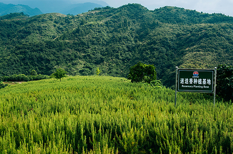 种植基地